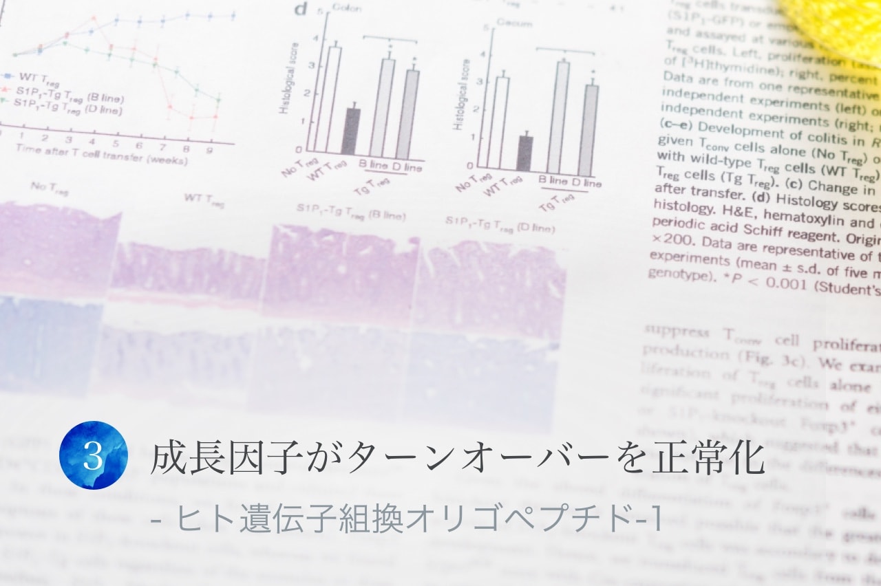 (3)成長因子がターンオーバーを正常化 - ヒト遺伝子組換オリゴペプチド-1
