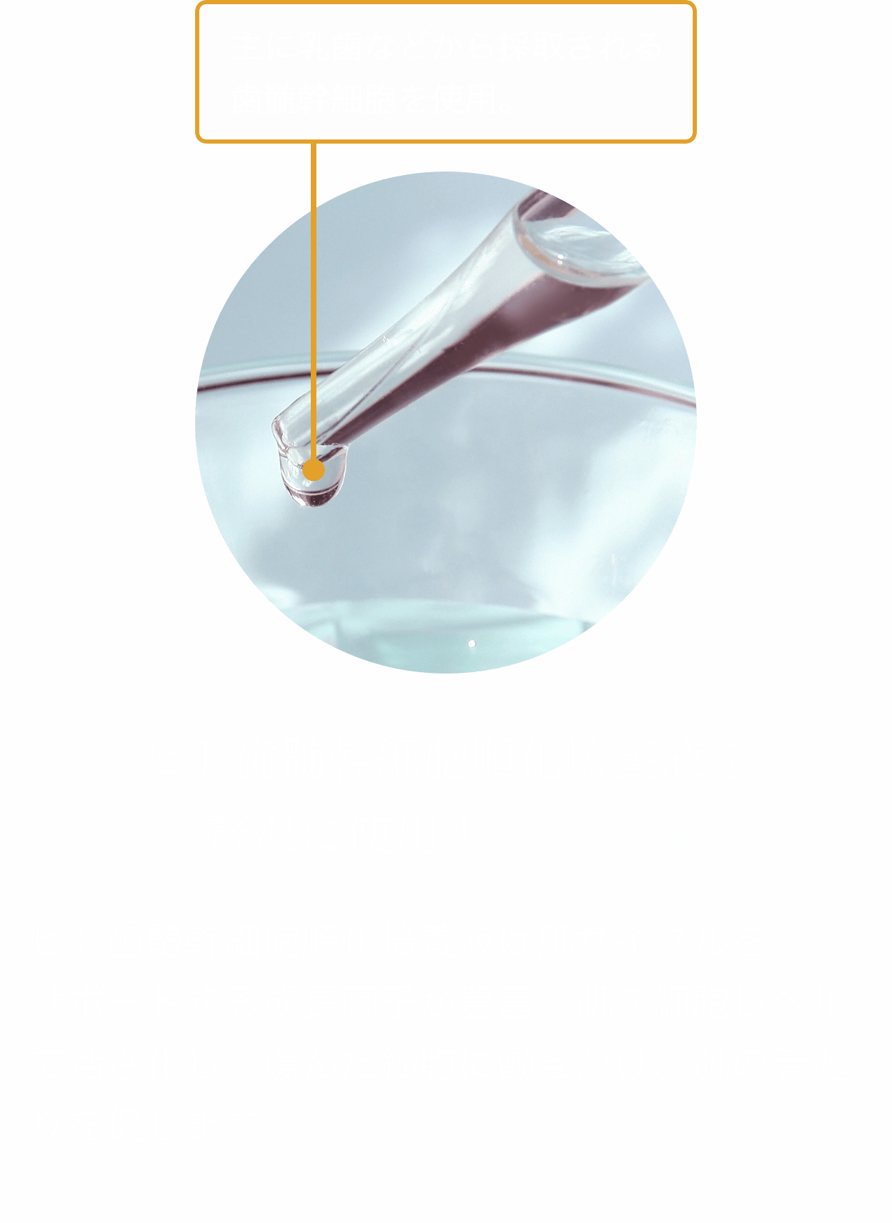 主に乳歯などから採取される歯髄幹細胞を使用。ヒト歯髄幹細胞順化培養液を贅沢に使用！ヒト歯髄幹細胞順化培養液は肌サイクルをサポートする成長因子が豊富。肌を細胞レベルで活性化し、傷んだ細胞に働きかけ、肌の若返りを促します